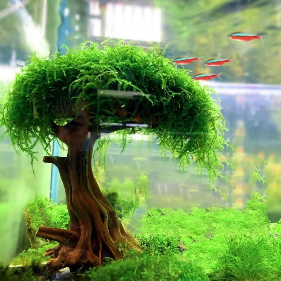 Fish Tank Plant Moss Tree Decorations Landscaping Wood Plant Root Driftwood Aquatic Plants Grass Aquarium Accessories (No Moss)