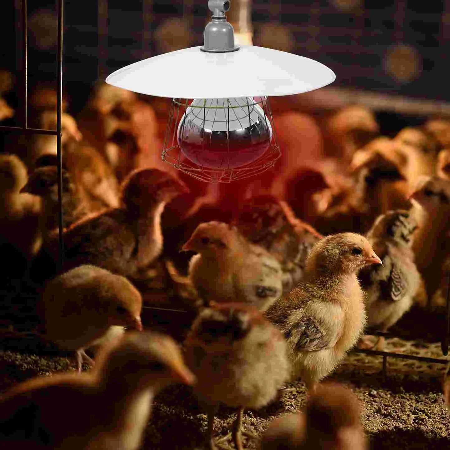 Pet Heat Lamp Animal Chicken Coop Heater for Winter Aluminum Small Pig Cage Accessory