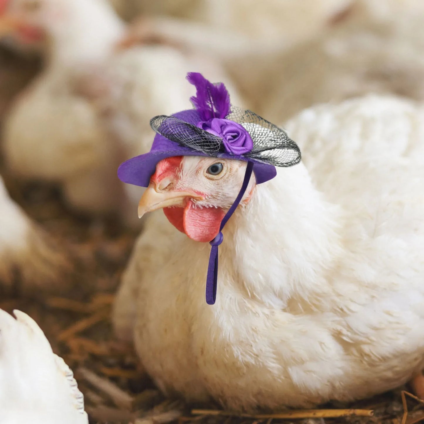 Chicken Hats For Hen Small  Funny Chicken Accessories Feather Top Hat